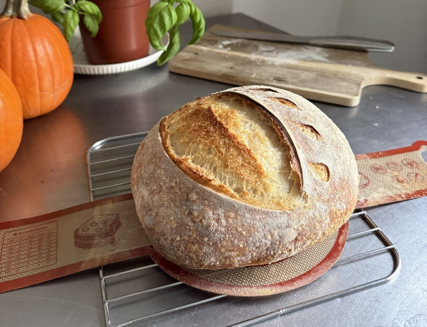 Crusty sourdough boule cooling on a wire rack beside small orange pumpkins